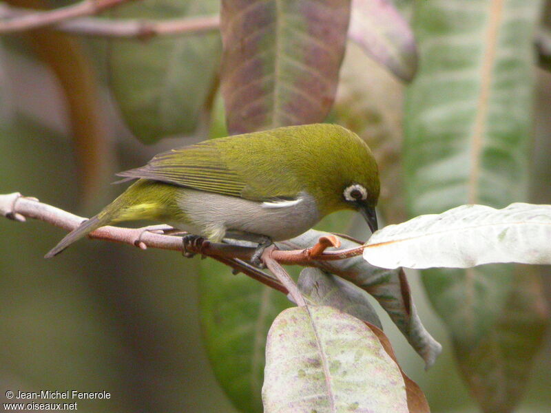 Malagasy White-eye