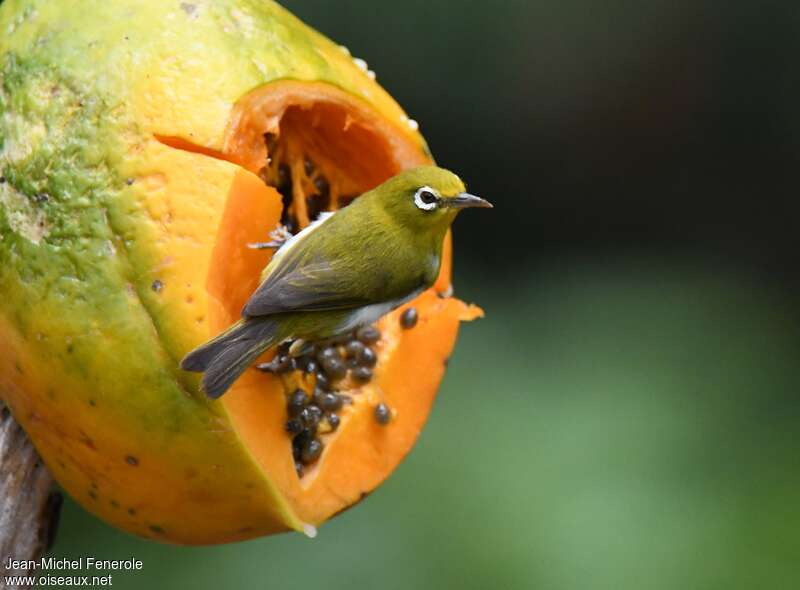 Small Lifou White-eyeadult, identification