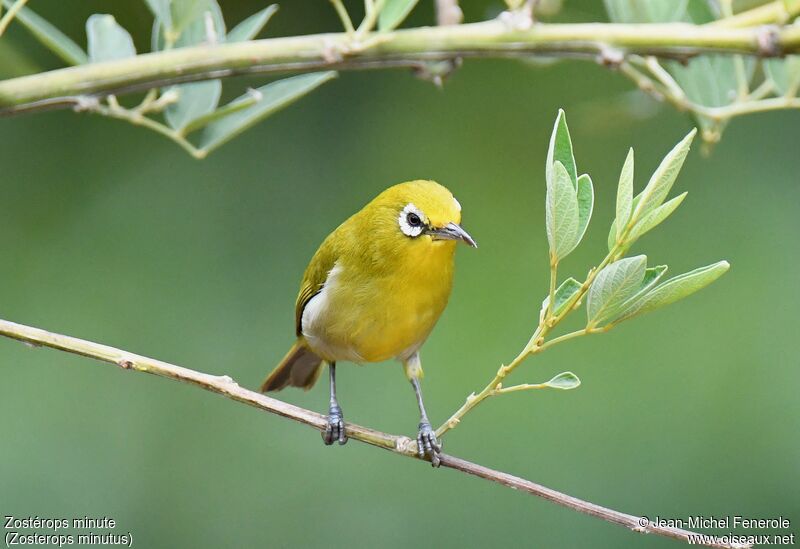 Small Lifou White-eye