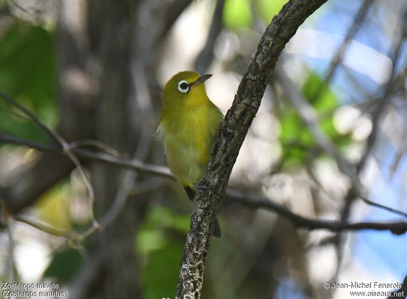 Small Lifou White-eye