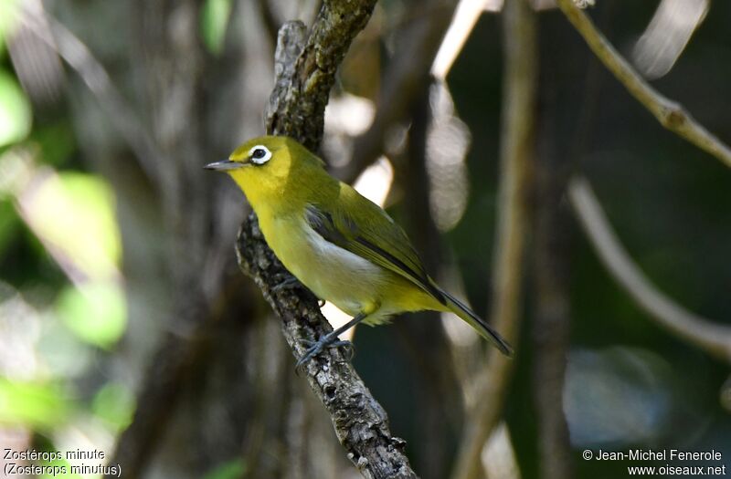 Small Lifou White-eye