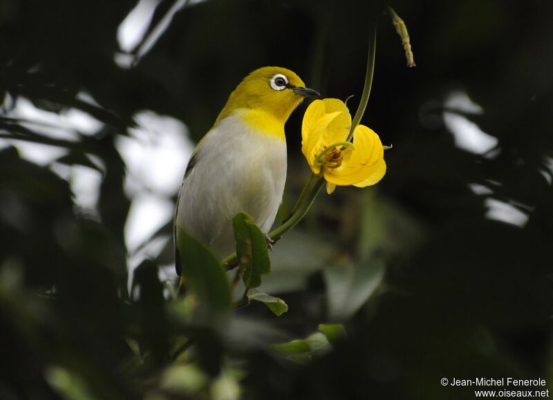 Indian White-eye