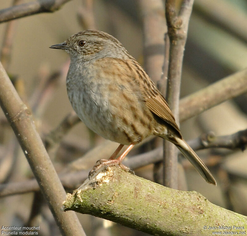 Dunnock