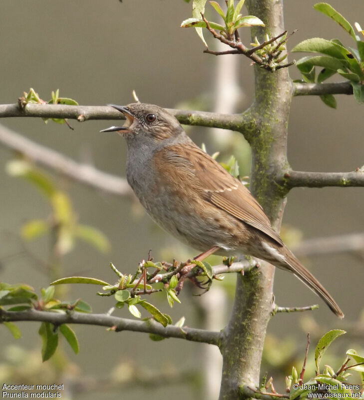 Dunnock male adult