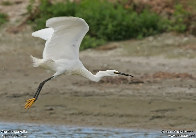 Little Egret