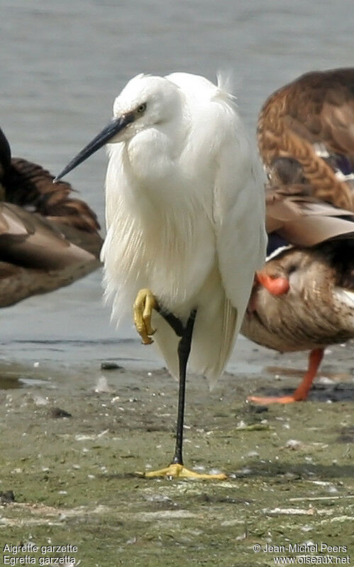 Aigrette garzette