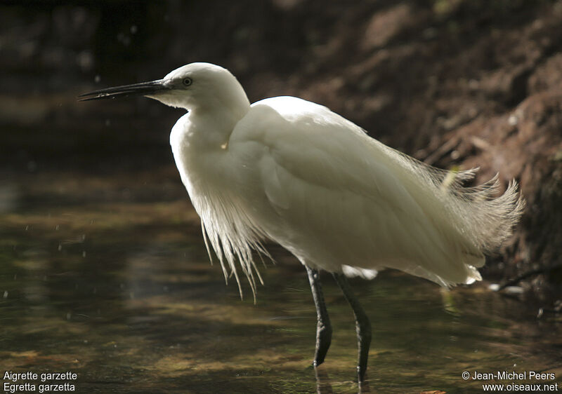 Aigrette garzetteadulte