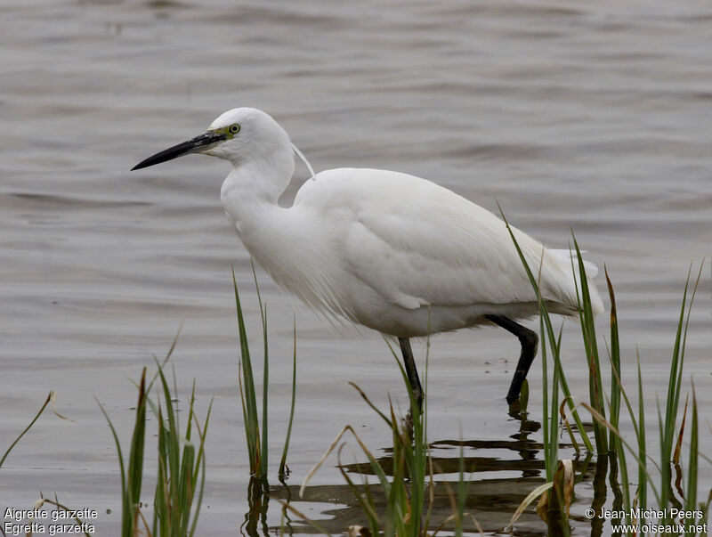 Little Egret