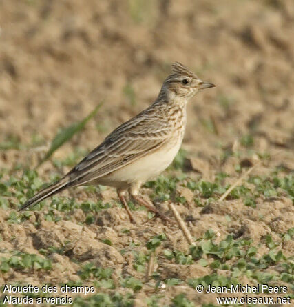 Eurasian Skylark male juvenile