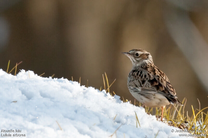 Woodlarkadult