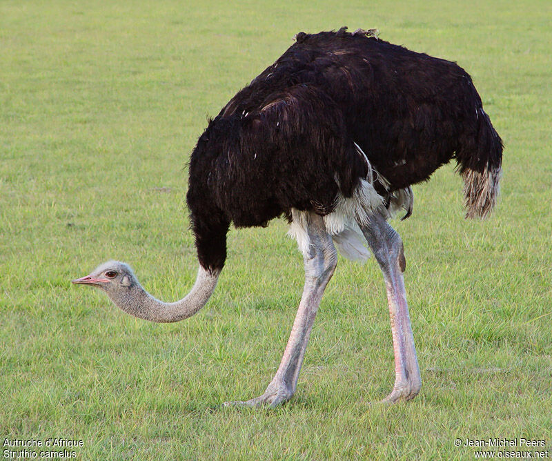 Autruche d'Afriqueadulte