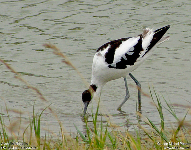 Pied Avocetadult