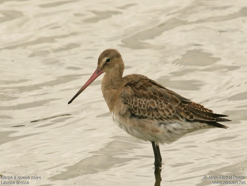 Black-tailed Godwit