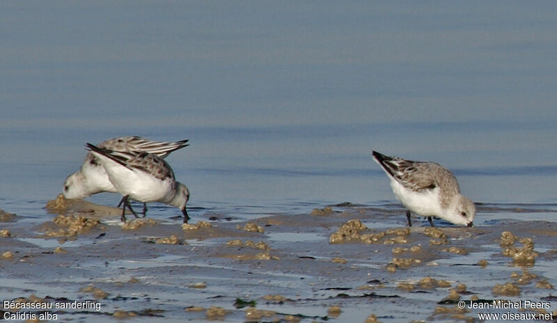 Sanderlingadult post breeding