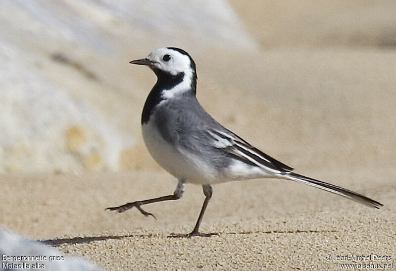 White Wagtail