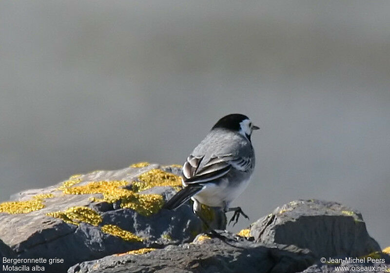 White Wagtailadult