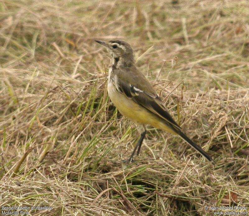 Western Yellow Wagtail