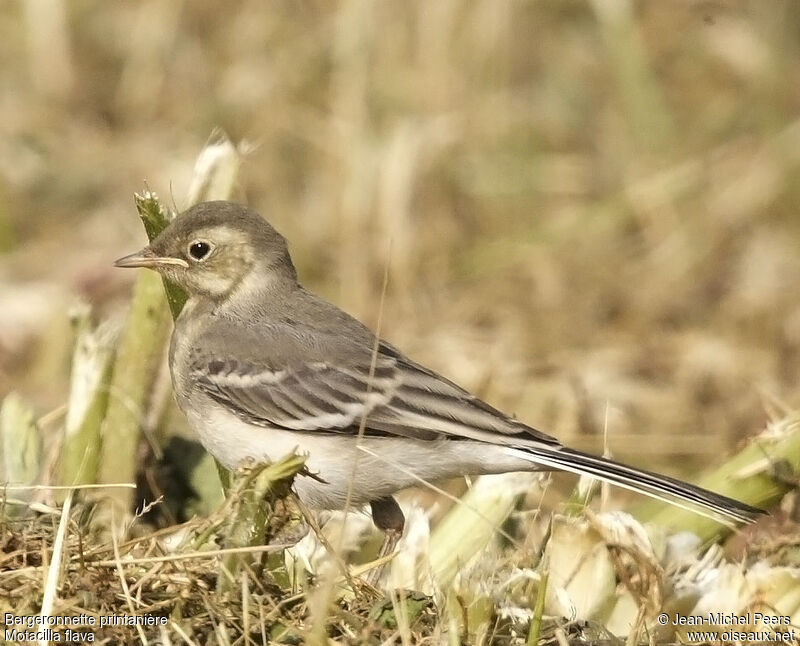 Western Yellow Wagtailjuvenile