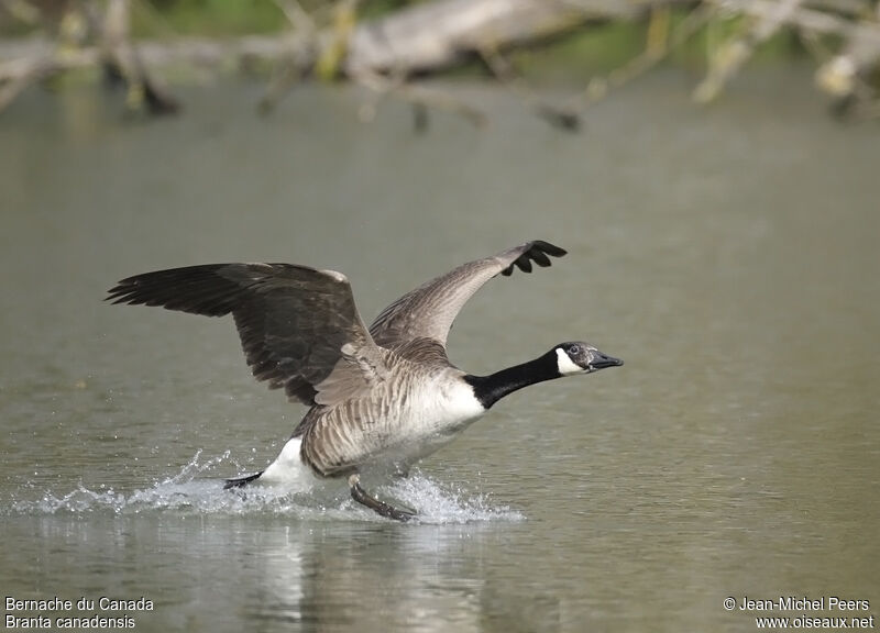 Canada Gooseadult