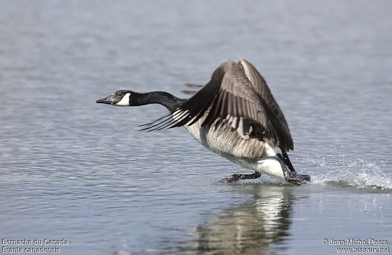 Canada Gooseadult