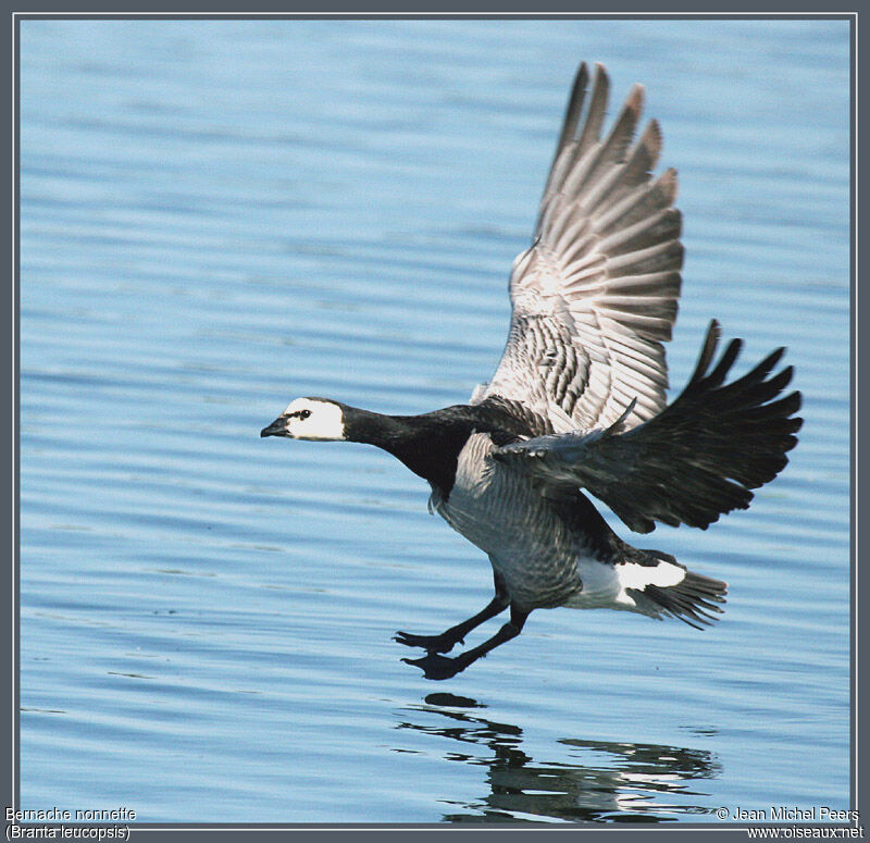 Barnacle Goose