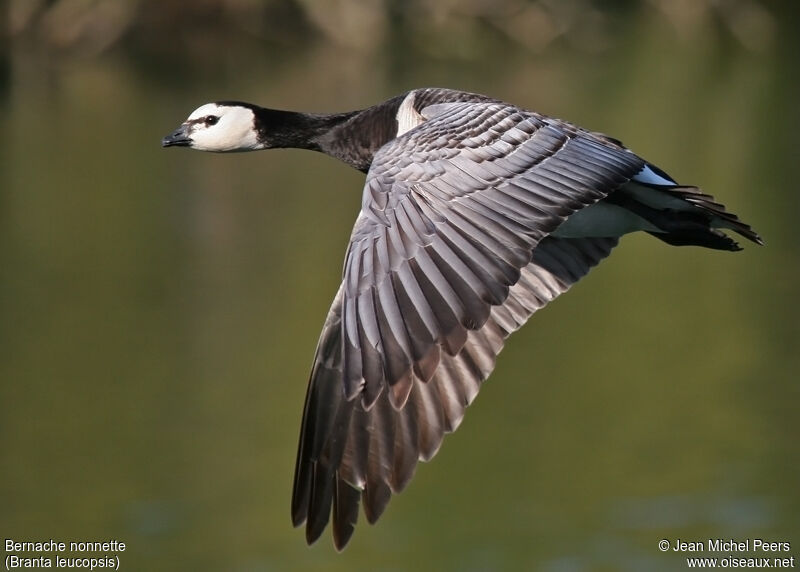 Barnacle Goose