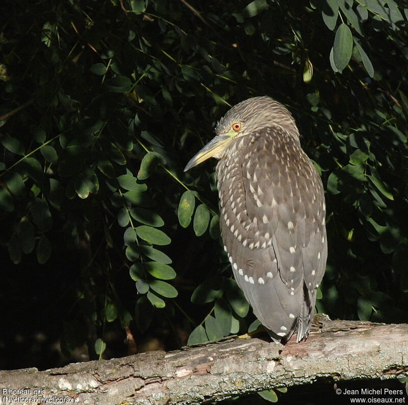 Black-crowned Night Heronjuvenile