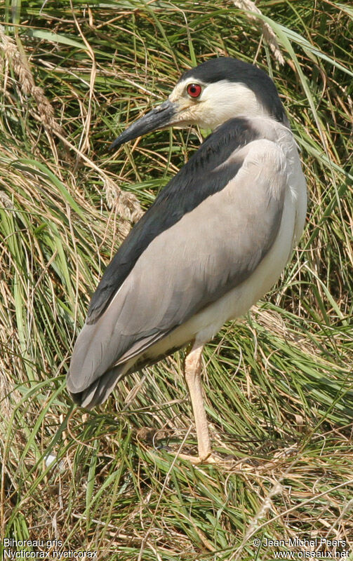 Black-crowned Night Heronadult