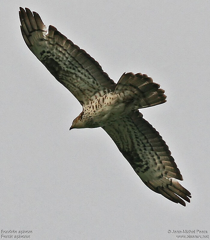 European Honey Buzzard female adult