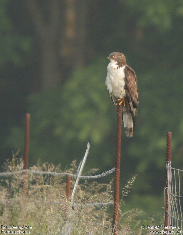 European Honey Buzzard male adult