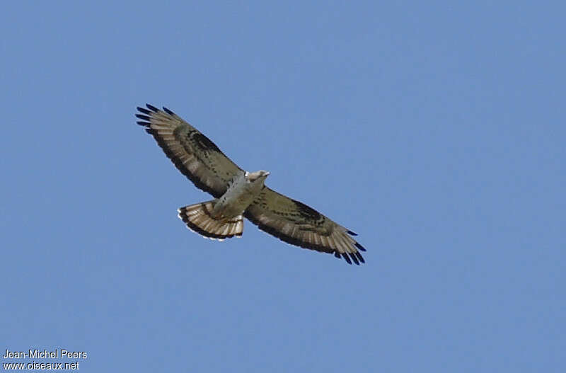 European Honey Buzzard male adult breeding, pigmentation, Flight