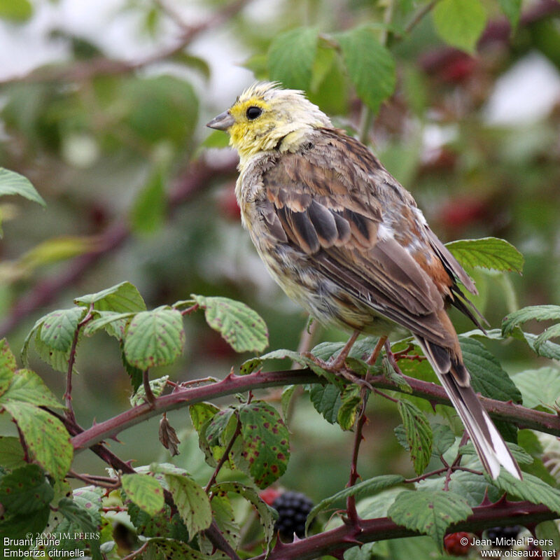 Yellowhammerimmature