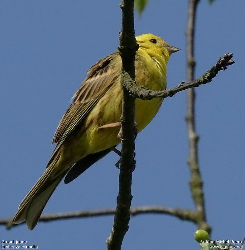 Yellowhammer