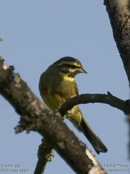 Cirl Bunting male adult breeding