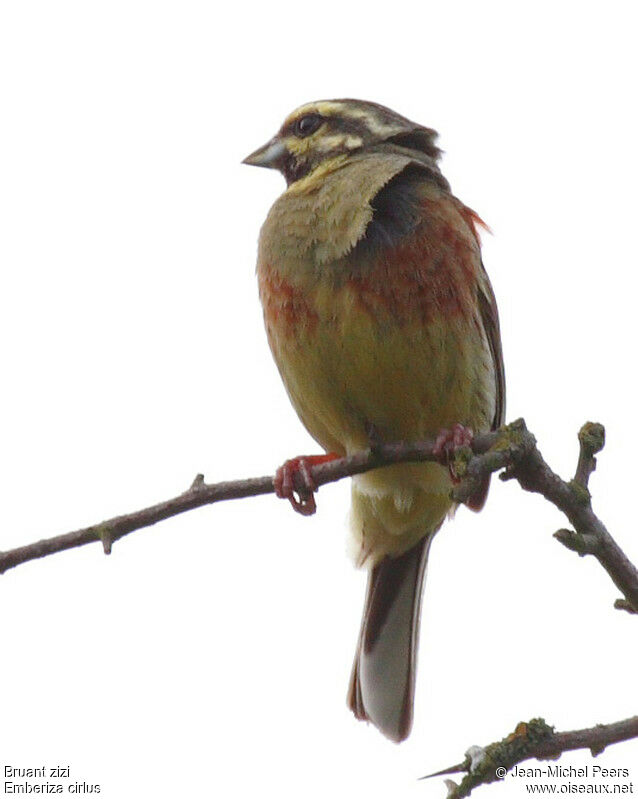 Cirl Bunting male adult breeding