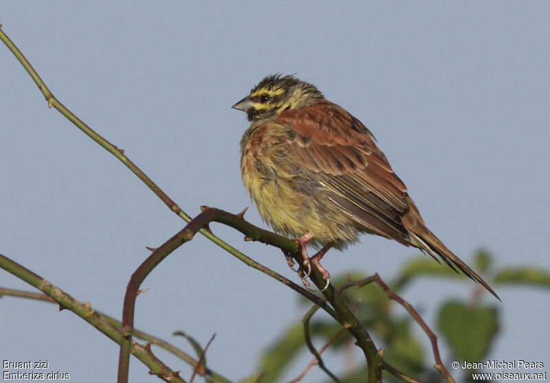 Cirl Bunting male