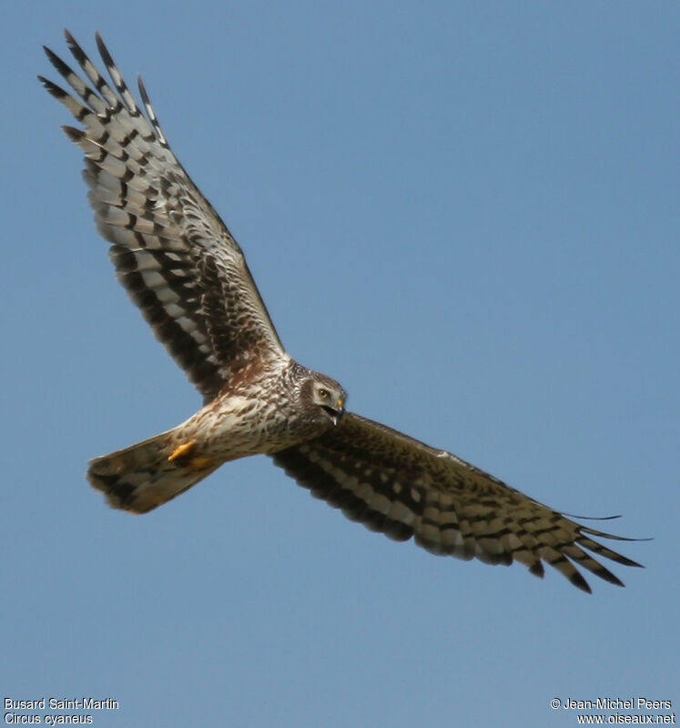 Hen Harrier female adult