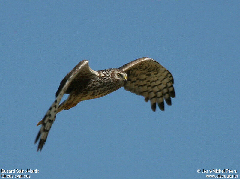 Hen Harrier female adult