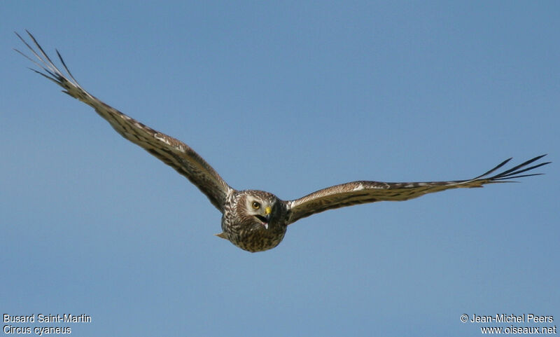 Hen Harrier female adult