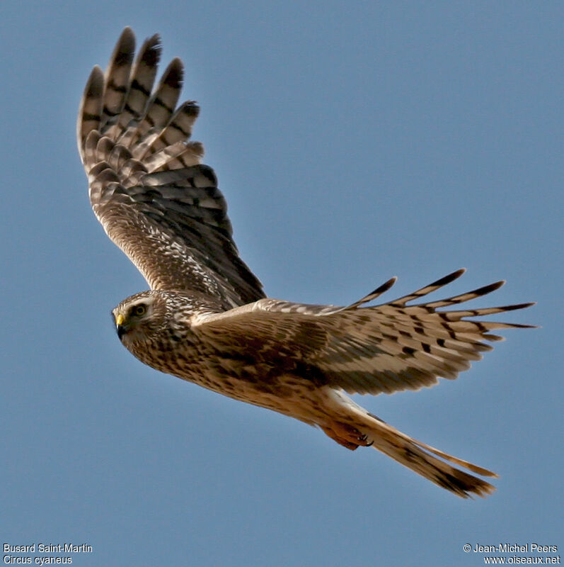 Hen Harrier female adult