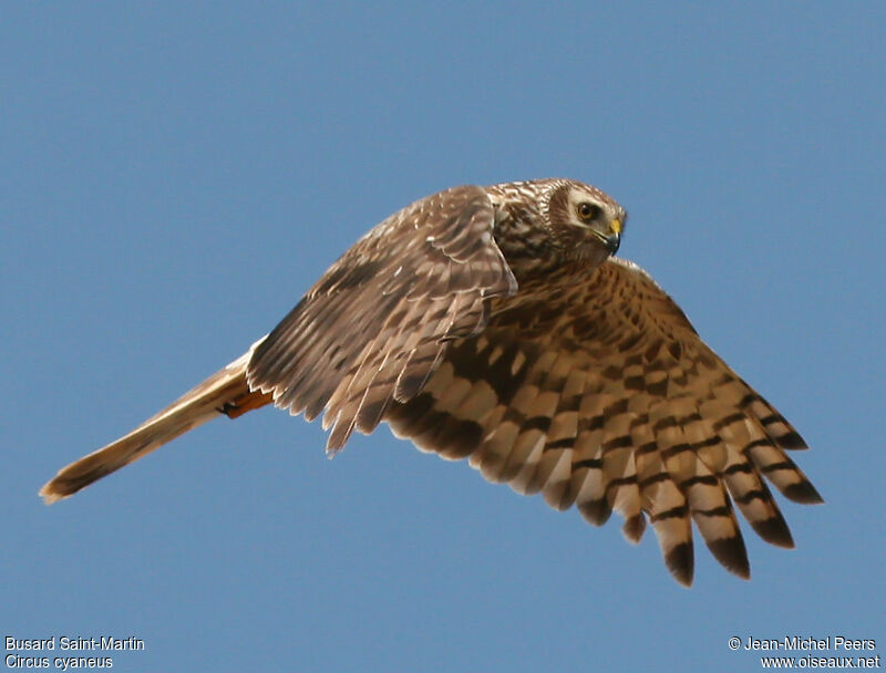 Hen Harrier female adult