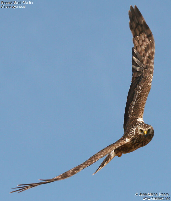 Hen Harrier female adult