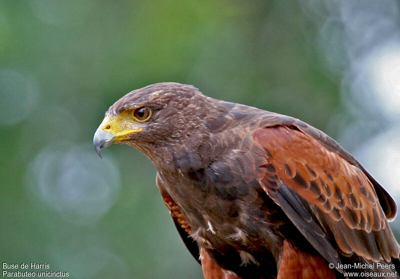 Harris's Hawkadult