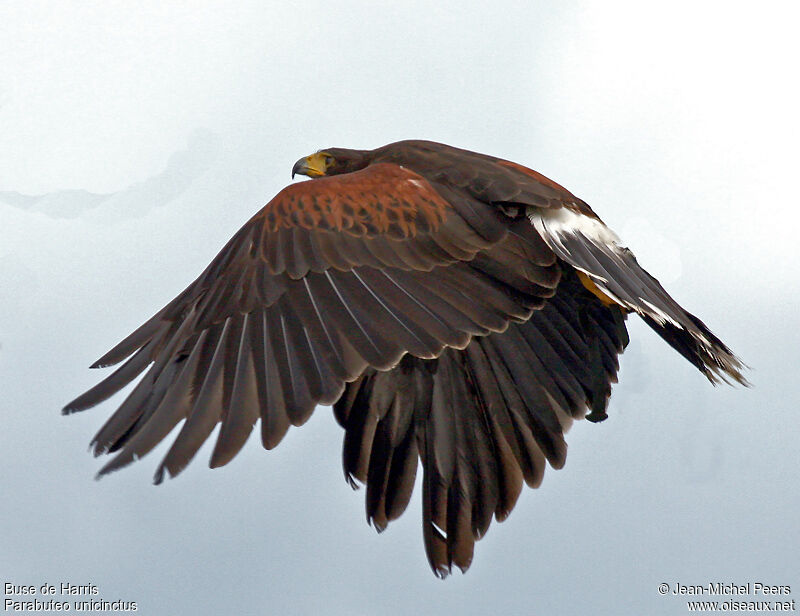 Harris's Hawkadult, Flight