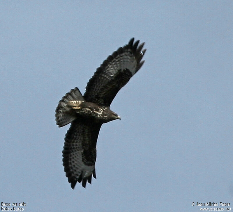 Buse variable