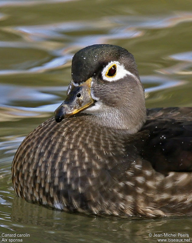 Wood Duck male adult