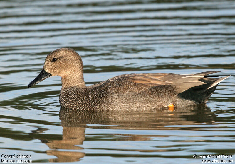 Canard chipeau mâle adulte