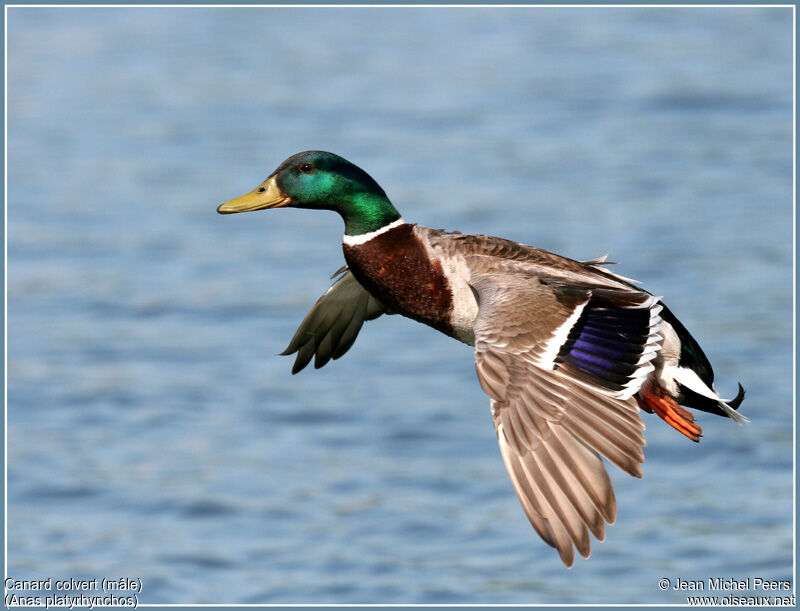 Mallard