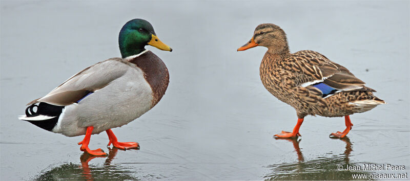 Canard colvert 