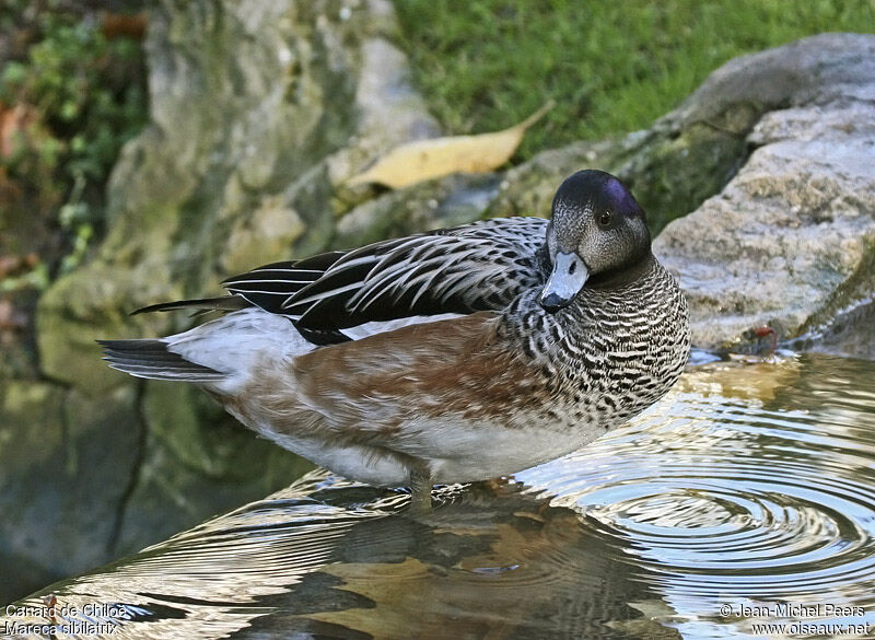 Canard de Chiloé